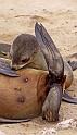116 Cape Cross seal colony